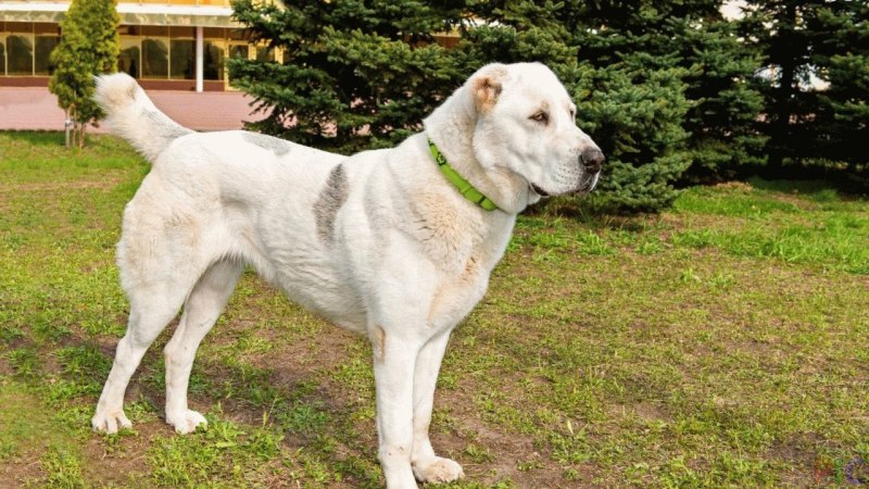 Азиатская овчарка алабай