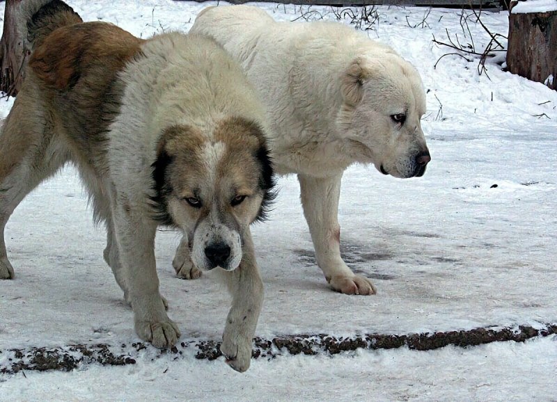 Азиатская овчарка алабай