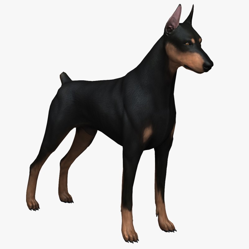 Собака Доберман SIMS 4