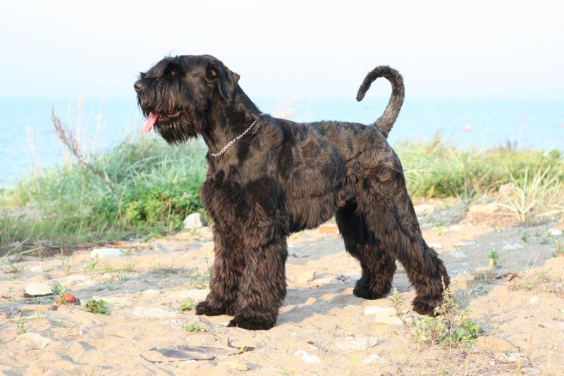 Ризеншнауцер / giant Schnauzer (181) к