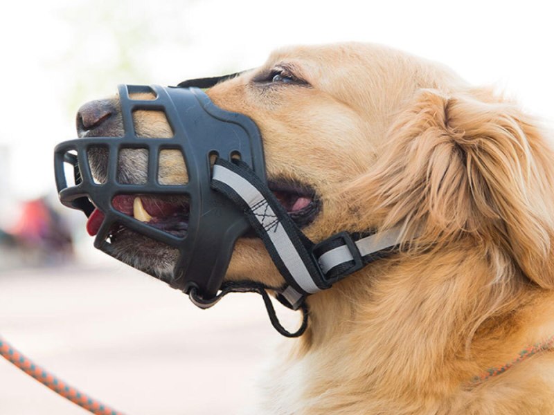 Намордник для собак Coastal Pet products best Fit® Mesh сетка 7, обхват морды 24 см