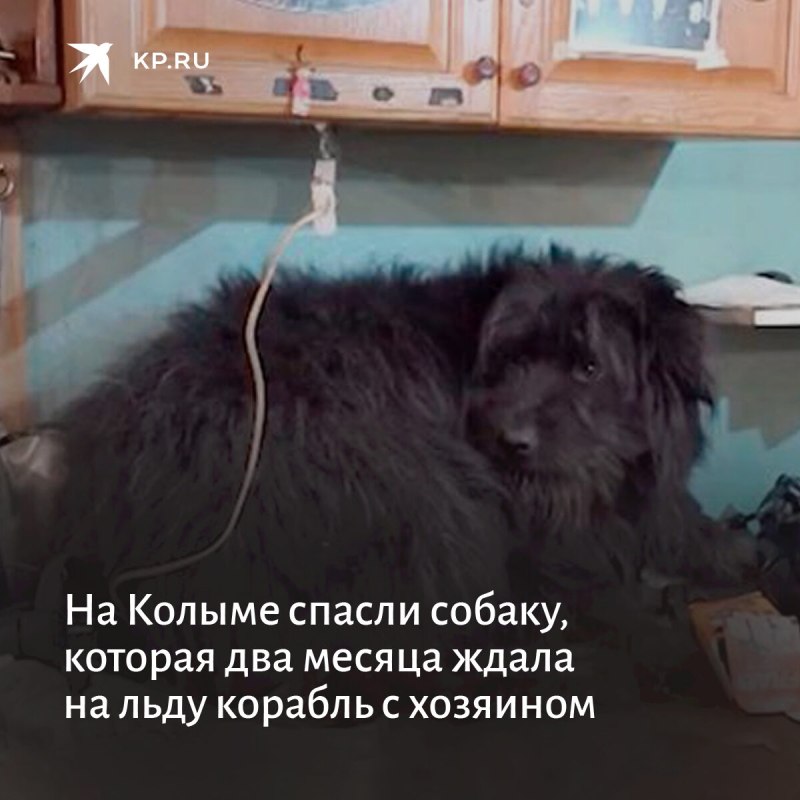 Собака нюхает еда