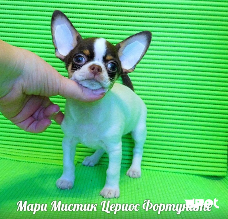 Чихуахуа кобби микро