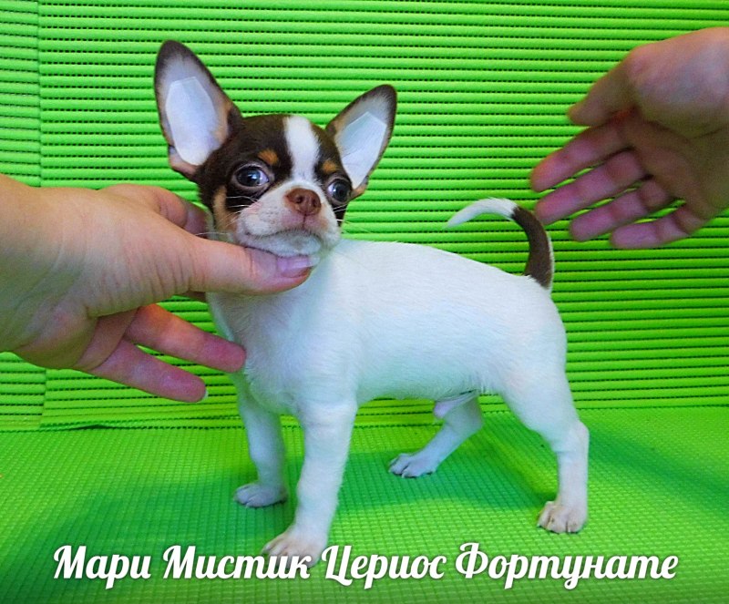 Девушка с чёрной чихуахуа фото