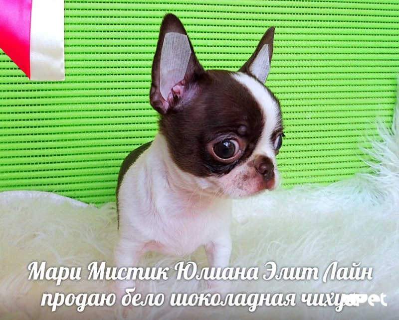 Чихуахуа Триколор сидит