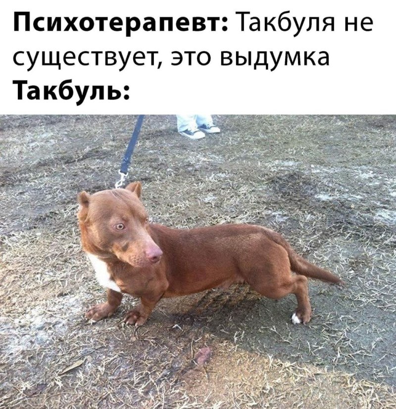 Метис таксы и питбуля
