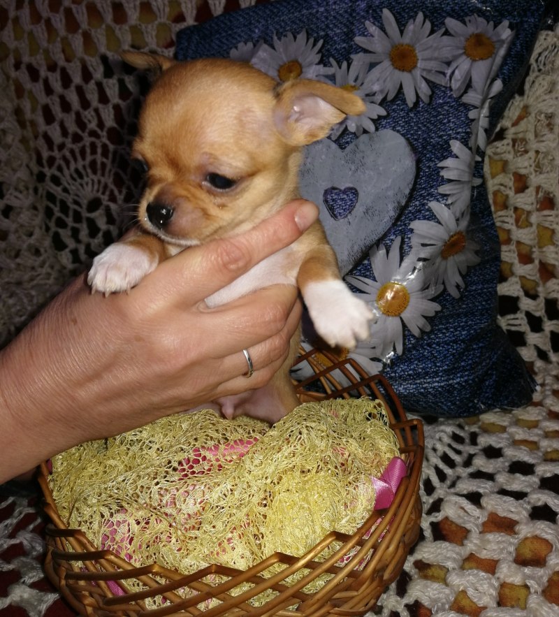 Собака чихуа чихуахуа