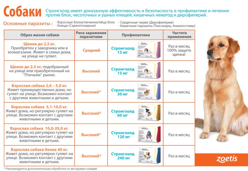 Вакцинация собак от бешенства