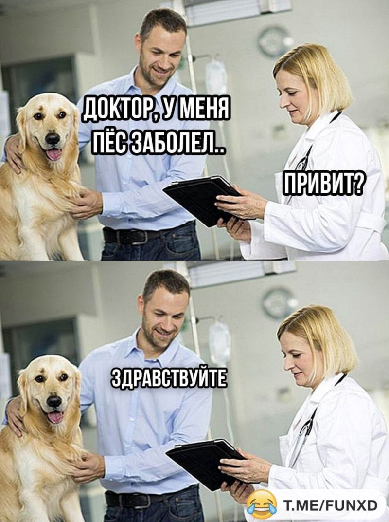 Микоплазмоз глаза у собак