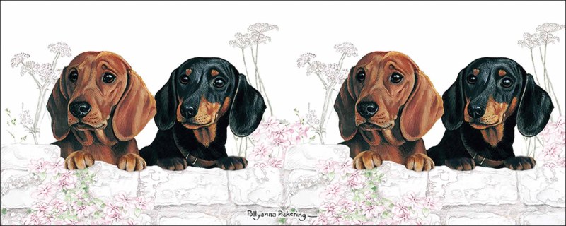 Dachshund Sierra Limited