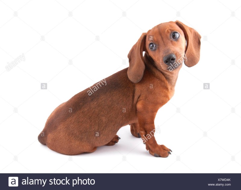 Dachshund vivid 19