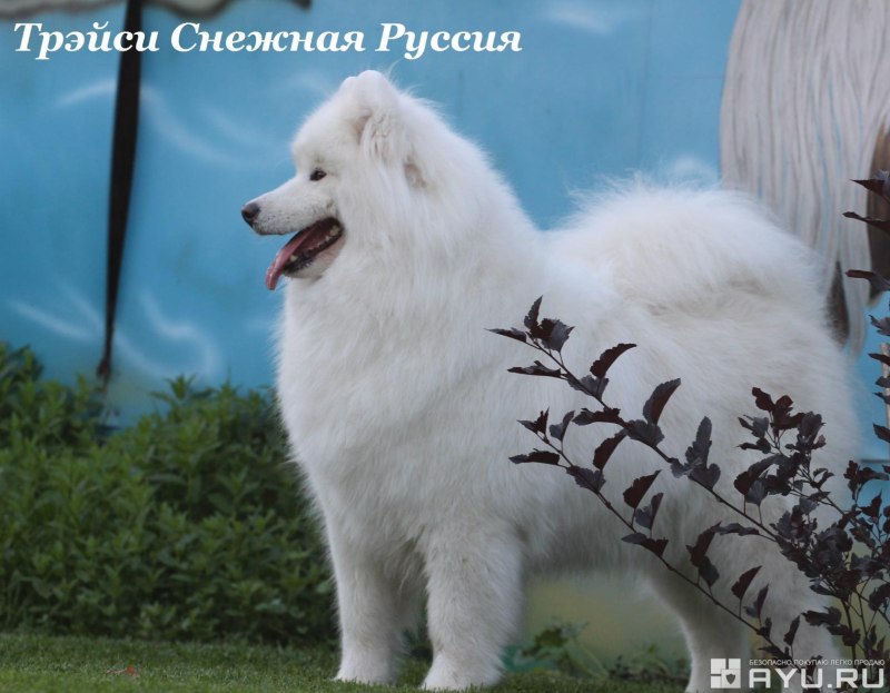 Покрашенный самоед