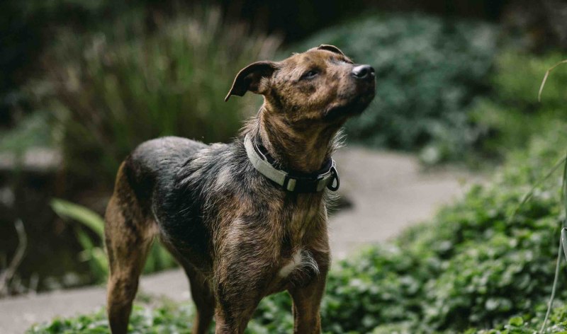 Treeing Tennessee Brindle