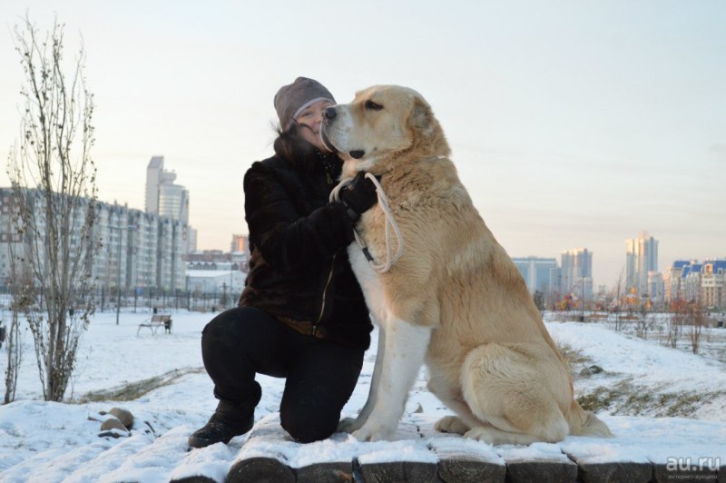 Алабай собака с человеком