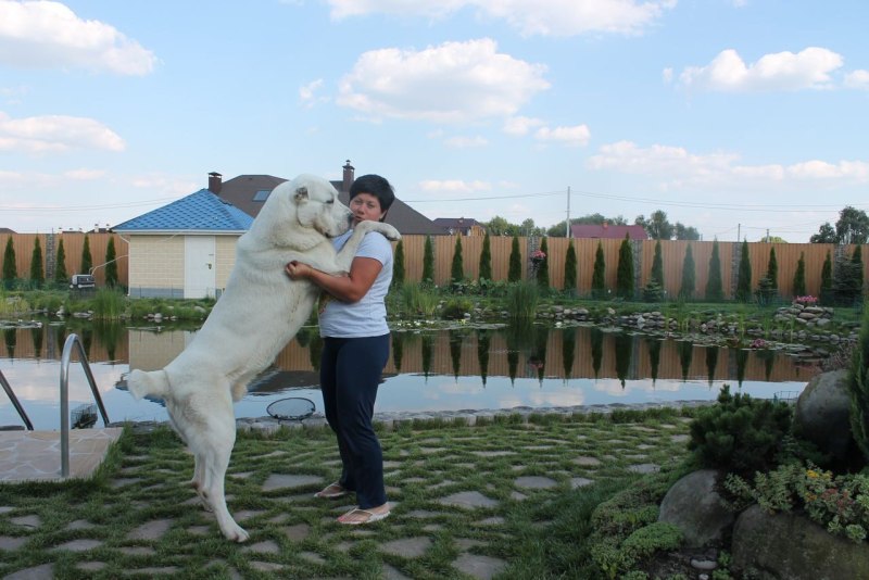 Туркменский алабай большой