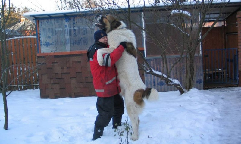 Алабай собака рост