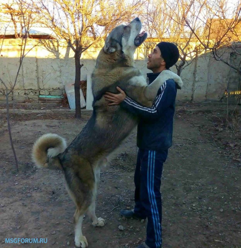 Обнимашки с алабаем