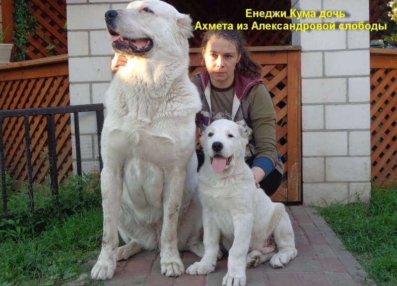 Волкодав алабай медведь