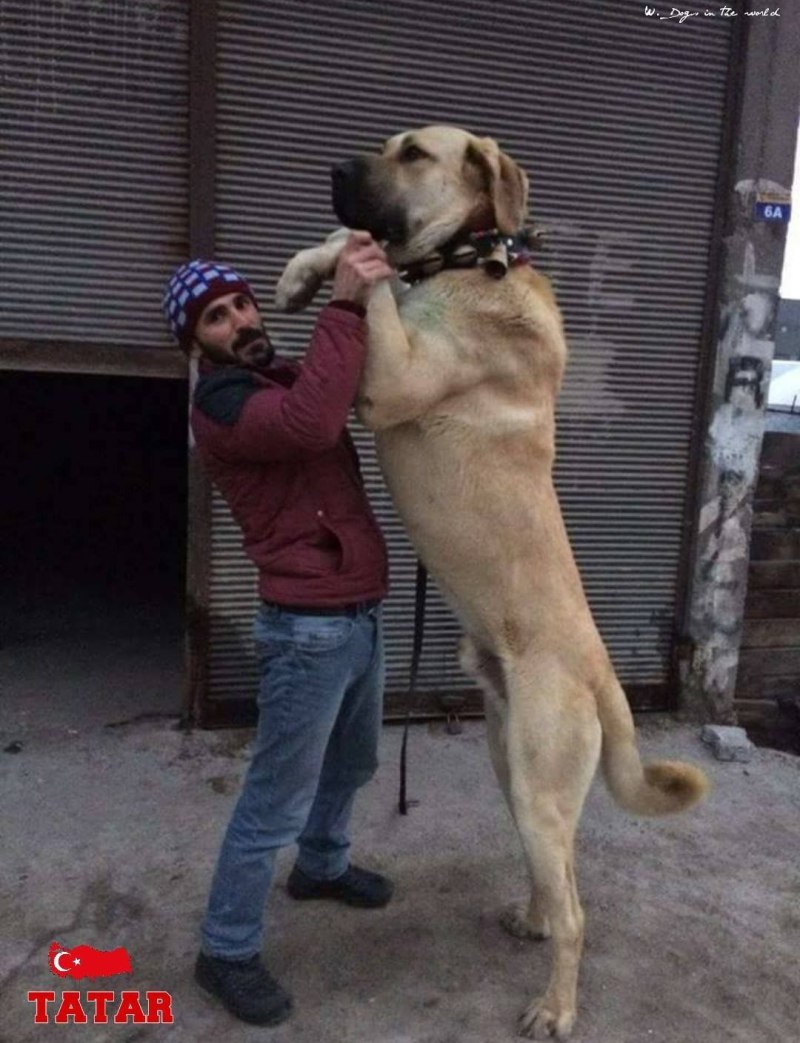 Турецкий алабай кангал