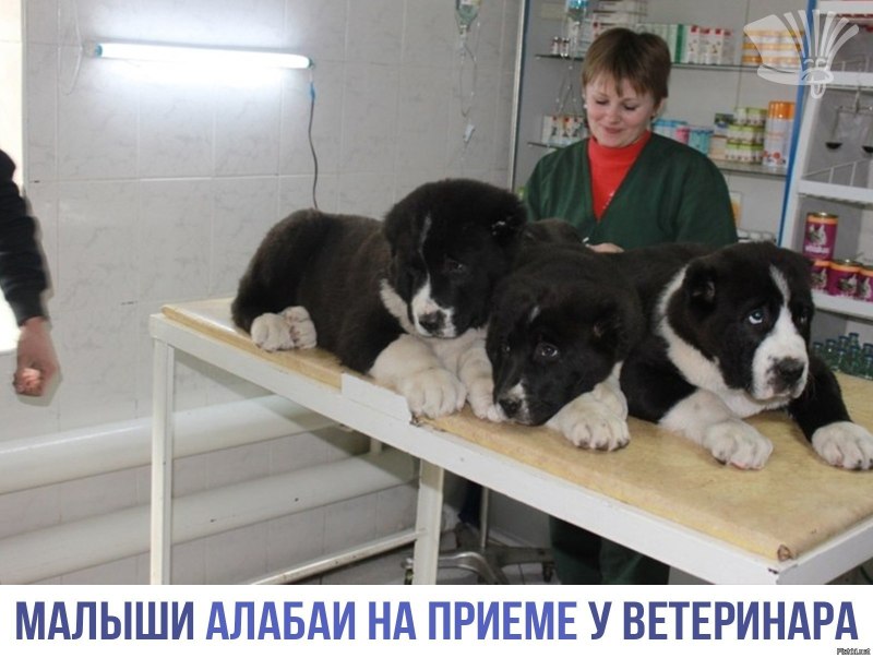 Щенок алабая у ветеринара