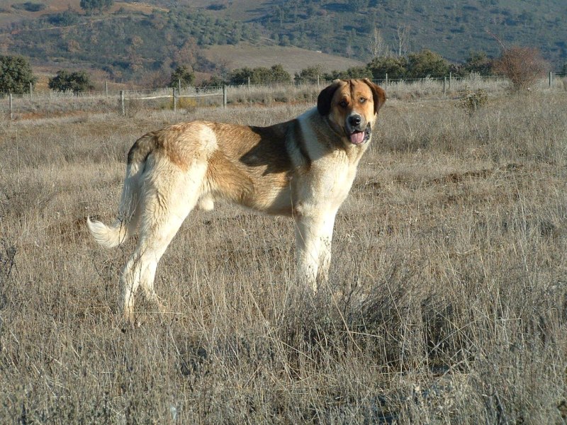 Рафейру Ду Алентежу