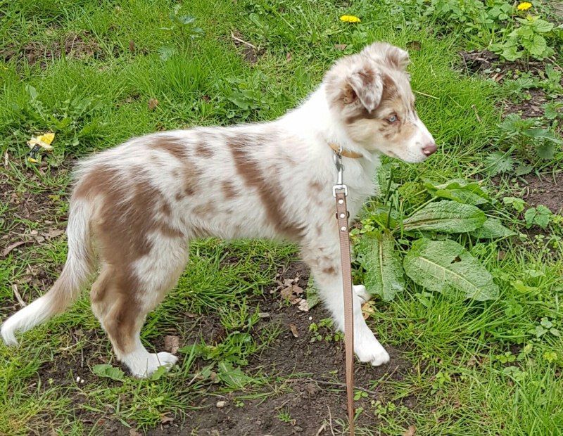 Колли Блю Мерль