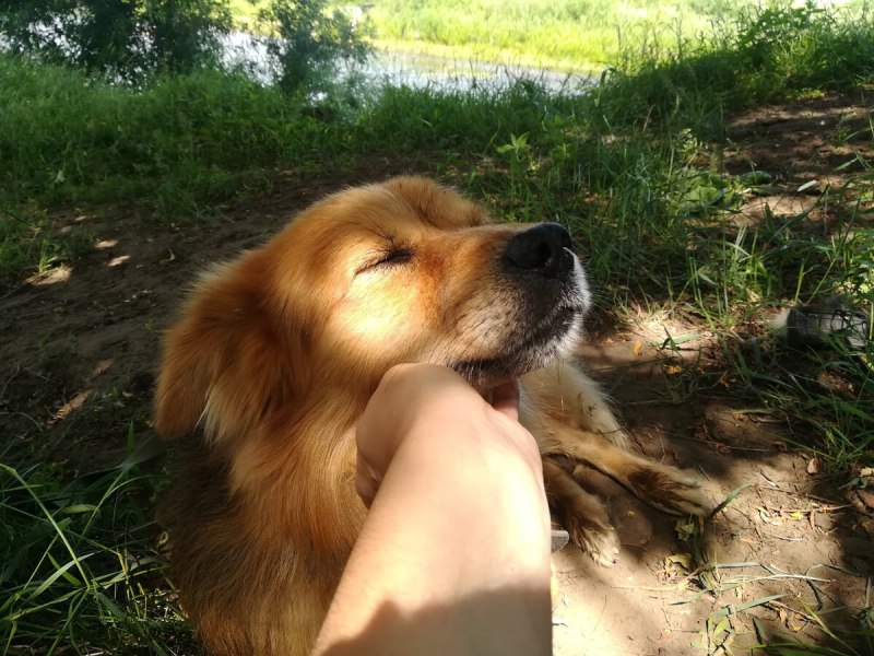 Агрессивные бездомные собаки