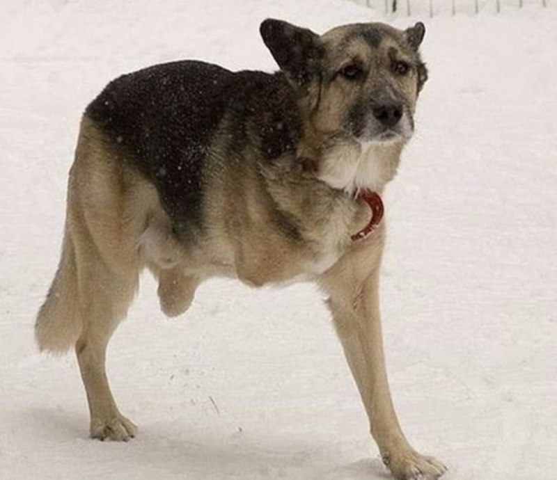 Лапы питбуля