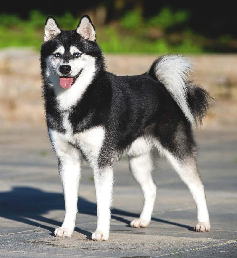 Кли Кай и хаски