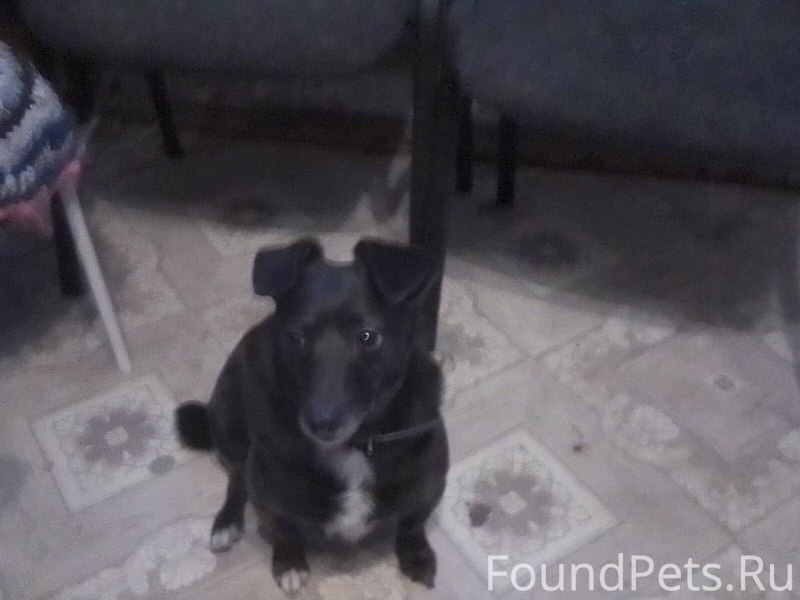 Щенок Moose OMG Pets