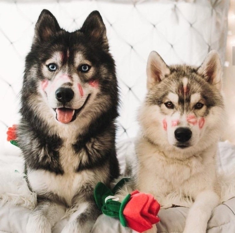 Две хаски любовь