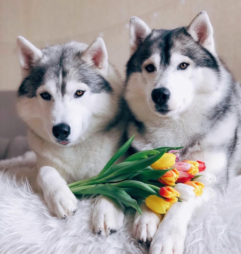 День хаски