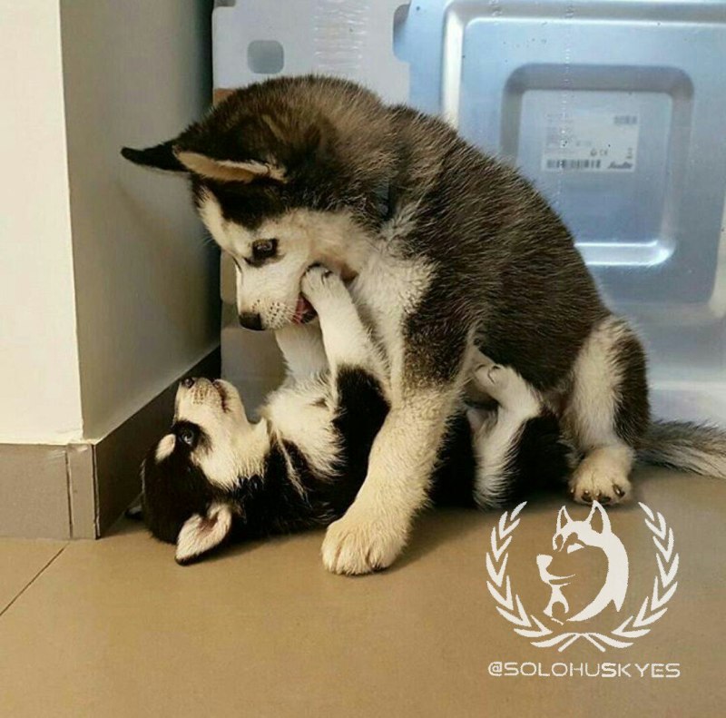 Маленький хаски в коробке