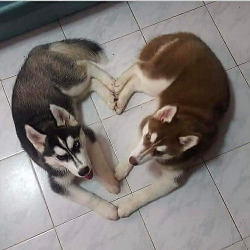 Хаски с сердечком