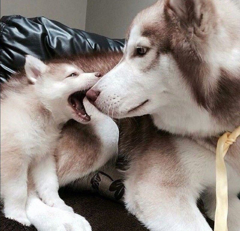 Хаски любовь