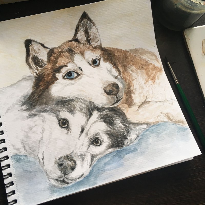 Рисунки животных пары хаски