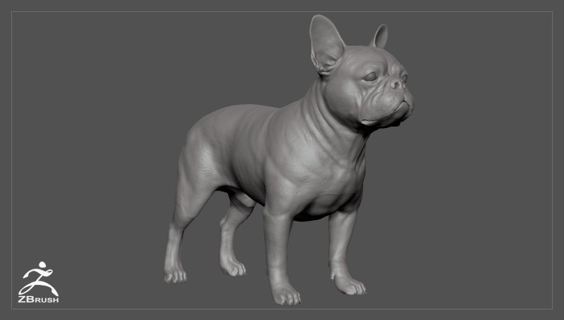 Французский бульдог 3d