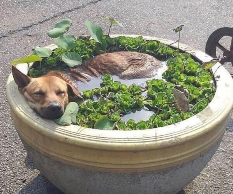 Собака в клумбе с водой
