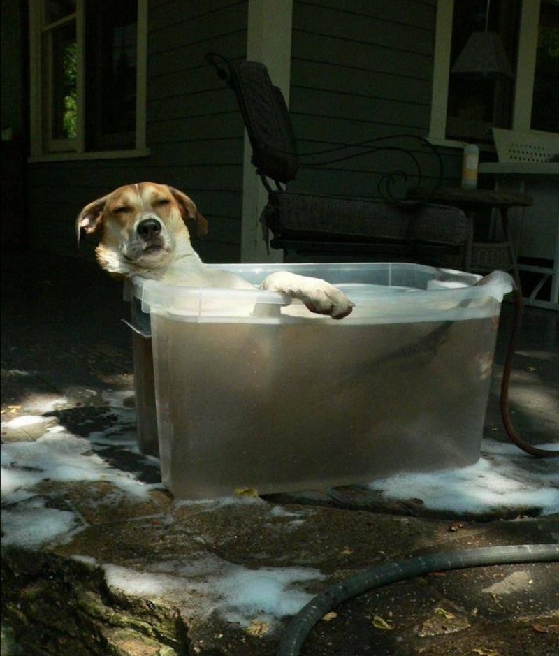 Собака моется