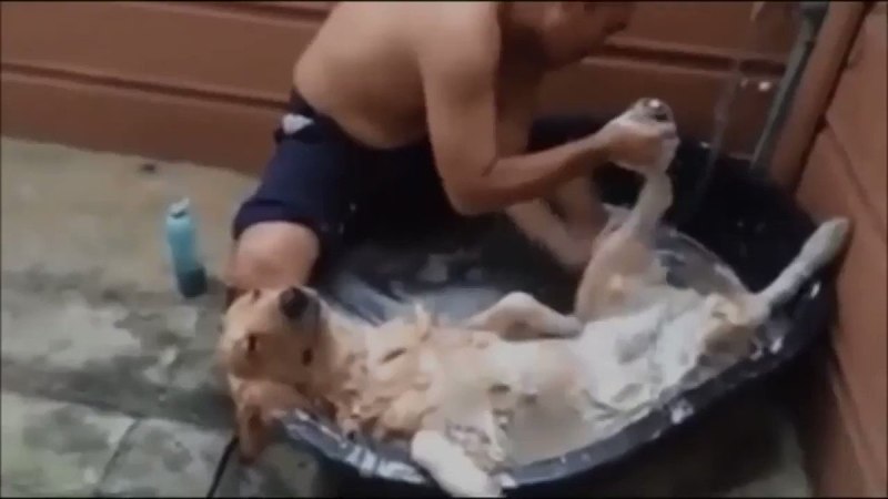 Собаки в ванне гиф