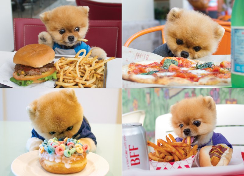 Померанский шпиц jiffpom