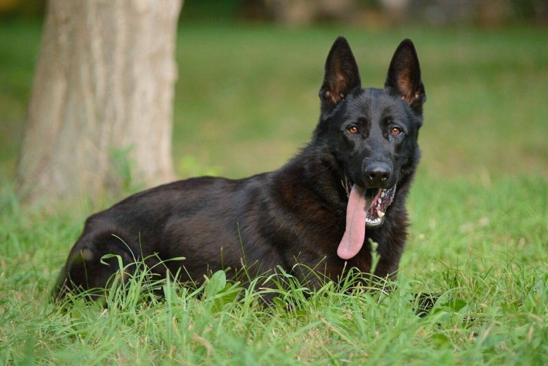 Black Sable немецкая овчарка