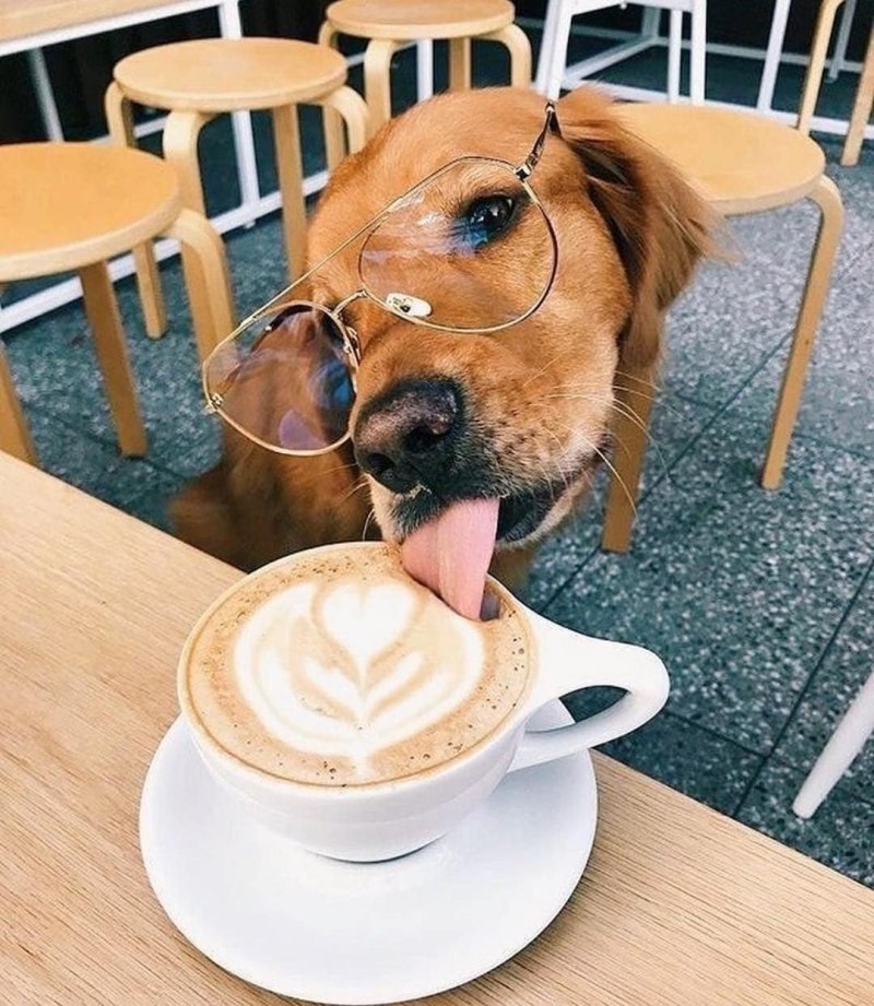 Щенок. Доброе утро!