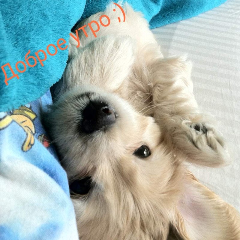 Щенок. Доброе утро!