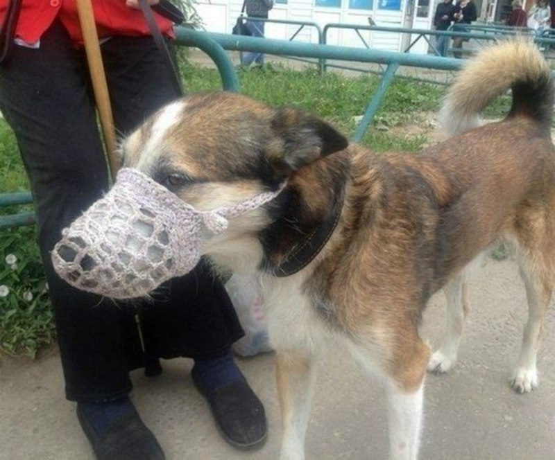 Бабушка намордник связала