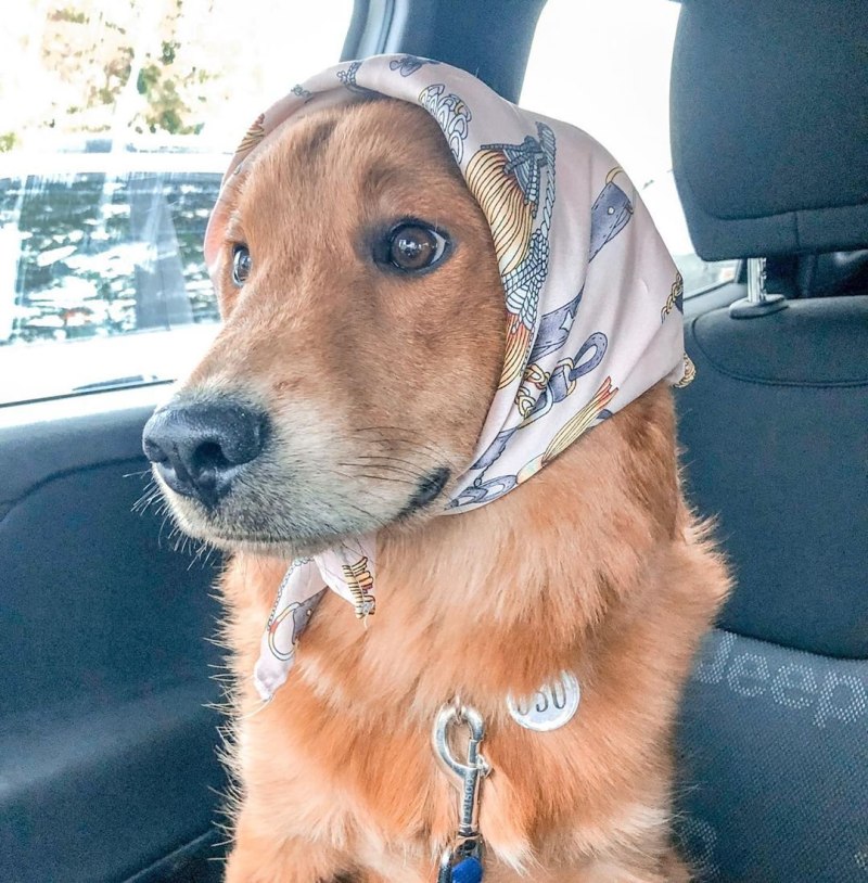 Собака с платком на голове