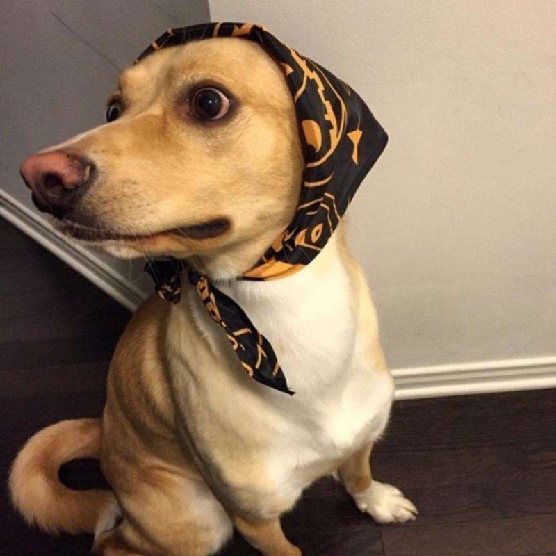 Собака в платке
