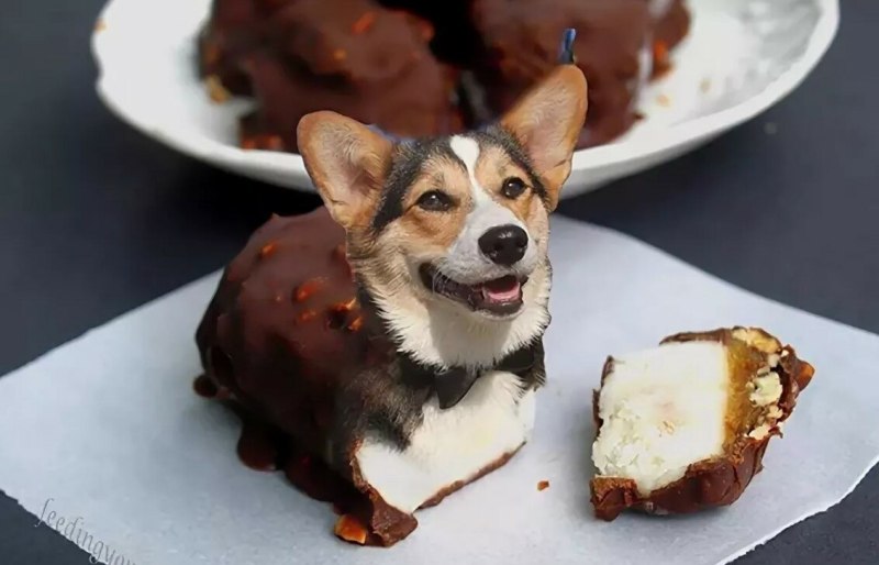 Мертвый корги