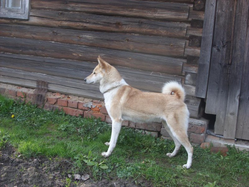 Лайка самоед