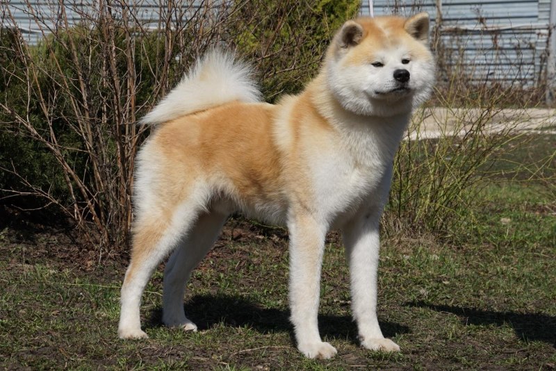 Финский шпиц